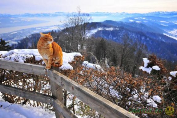 ���������� �����