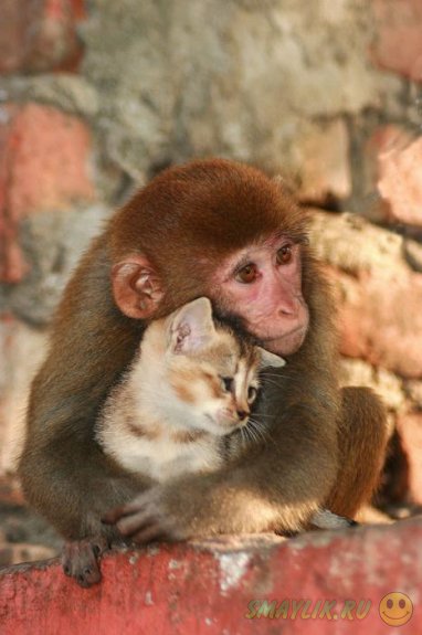 ���������� �����