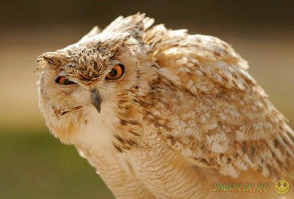 ����� ������ ���� 