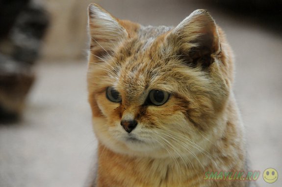 ��������� ���