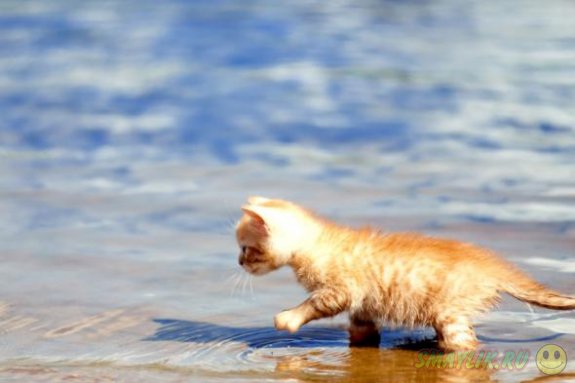 ��� �������� ����������