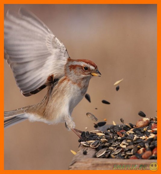 ����������� � ���������� ���