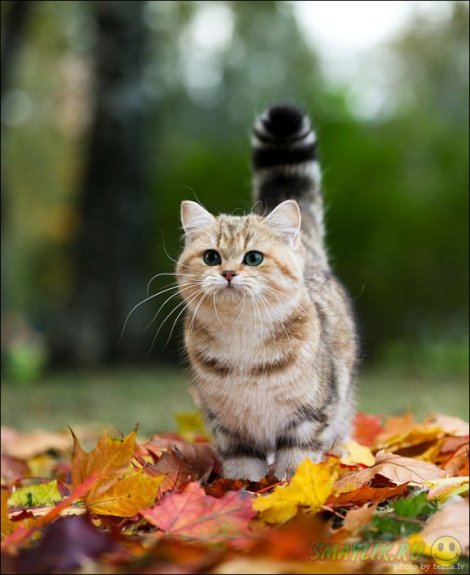 ������� ����������