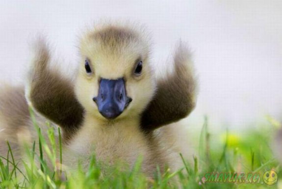 ��� ������� ��������