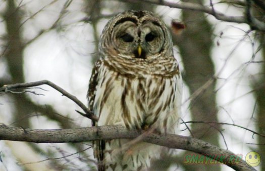 � ��� ���� �������� ���� ������� � ������� ��������� ����������