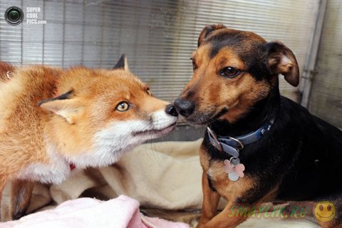 ����������� ������ �  ��������  ��������