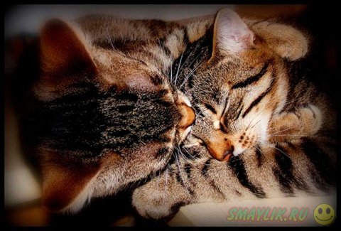 ������ ���� ����� ����� ����������