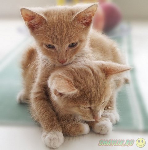 ������ ���� ����� ����� ����������