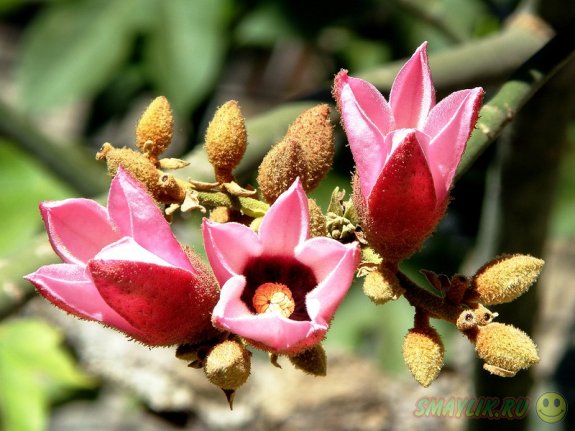 � ��������� 14-�������� ������ ���������  ������ ��� �� ����� ���