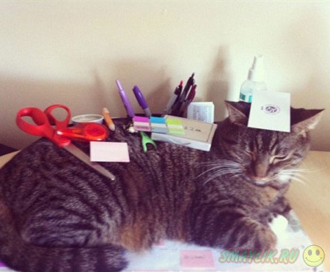 ������ ����� ��� �����