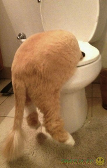 ������ ����� ��� �����