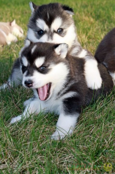 ������ ���� - �����