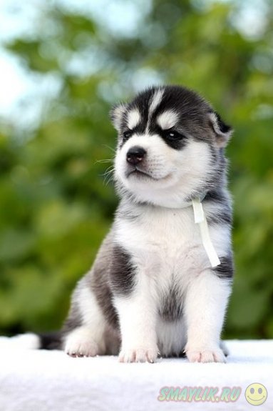 ������ ���� - �����