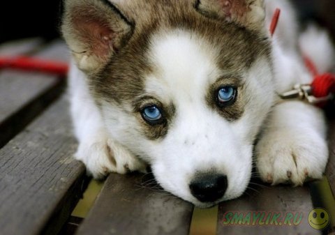 ������ ���� - �����