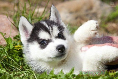 ������ ���� - �����