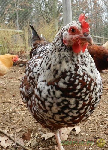 ������ �� ������ ����� ����������� � ������������ �� ���������  