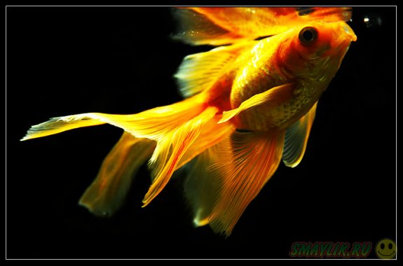 ���������� ����� ���������� ����������� ����� �������� ������� ����� 