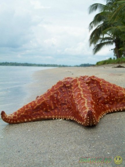 ������� ������ � ������ ����-����-����� 