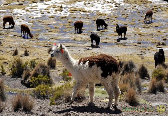 ���� ����� �������� ���� �� ������