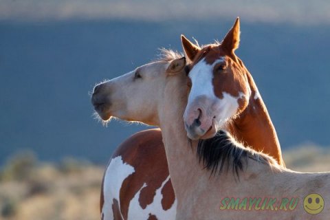 ������� �������� ����� ��������