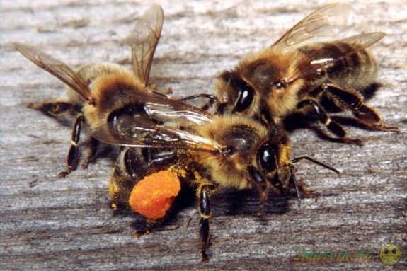 ����������� ���� � ����� ��� ���������� � ���� ���� ���������� ������� ����