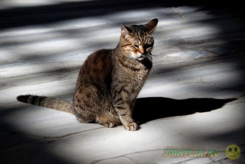 ��������� ��������� ������ ������ �����