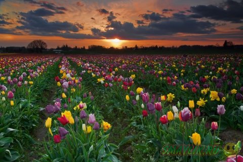 ����� ������ ���������