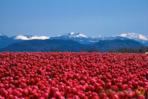 ����� ������ ���������