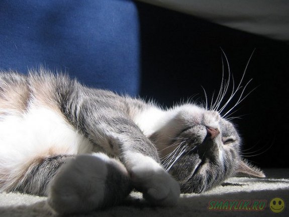 � ������  ���� ����������� �� ��������� �����