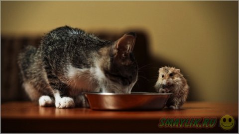 ������� ����� ����� ������� � ������