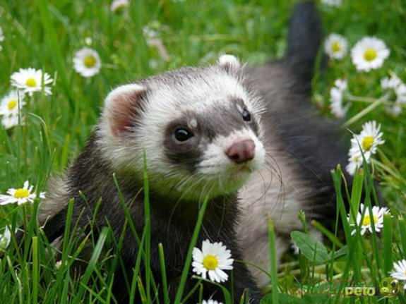 � ���������� ������� ����� ��� ������ �������