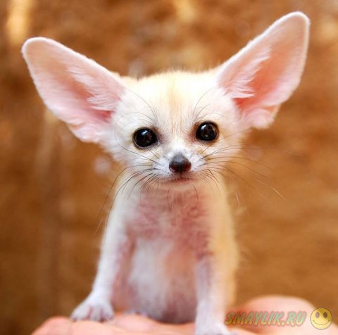 ��������� ���� �����