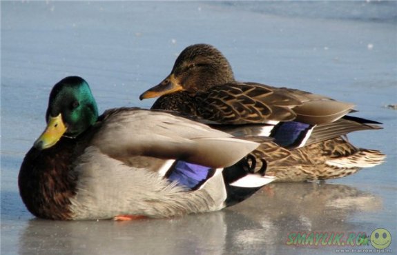 ����, ������������� �� ���������� �����, �������������� ������