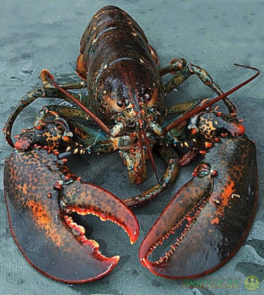 � �������� � ����������� ��������� ���������� ���� 