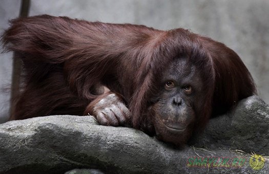 � ����������� �������� �������� ����� �������� �� ����� �� ������ � �������