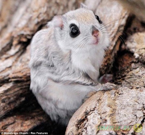 ������������ ������� �����-������ 