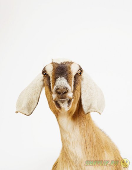 ���������� �������� �� ����� �������� 