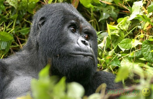 ���������: �������� ��������� ������� ������ ������ �� ������