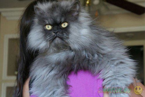 ��� �� ������ ��������� ���