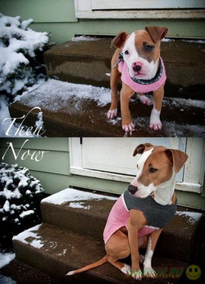 ������������� �������� �������