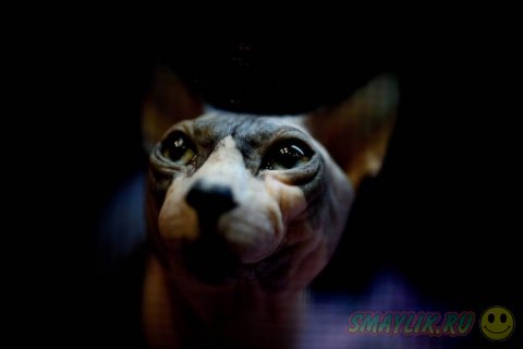 ���������� �������� �� ����� ����