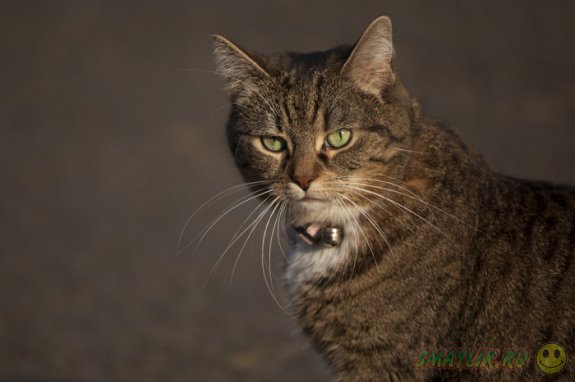 �������-�������� �������� ������ �������� �������� � ������� � ������ ����