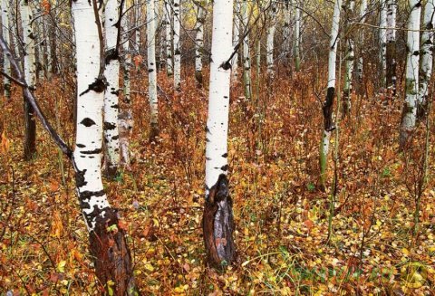 �������������  �� ���� ������ 