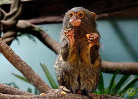 ���������� ������� - ����� ���������  �� ����� ���������