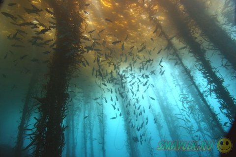 ����� ���������� ���� 