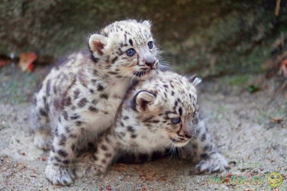 � �������� ���-����� �������� ��������� �������� �����