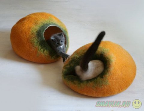 ������������ ������ ��� �����