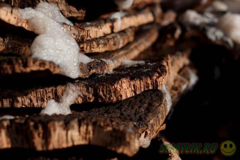 ������������ ������ ������ � ������� ����� los Alcornocales 