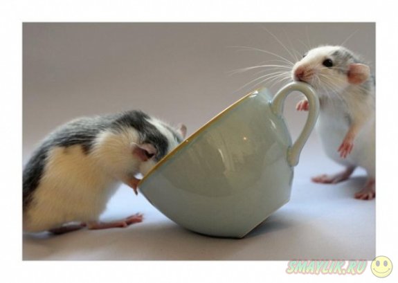 ����� �������������� ������