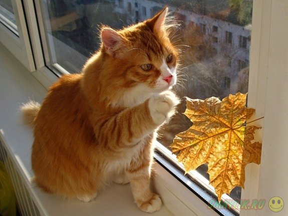 ����� ���� � ������� � ����... 